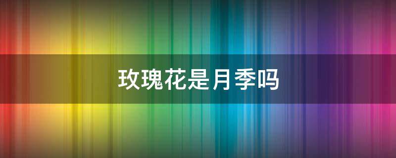 玫瑰花是月季吗（花店买的玫瑰花是月季吗）
