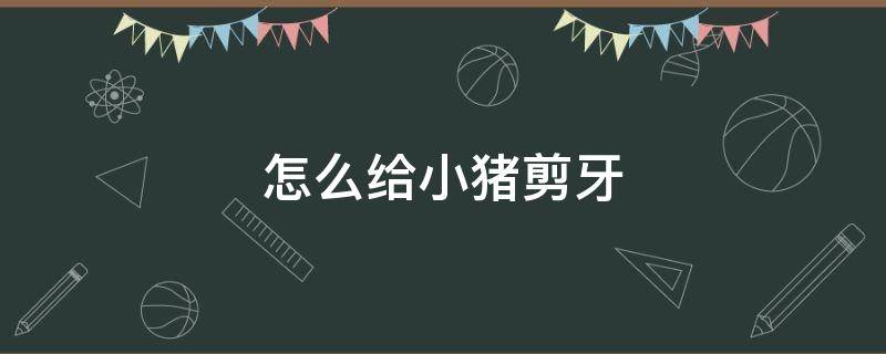 怎么给小猪剪牙 怎样给小猪剪牙