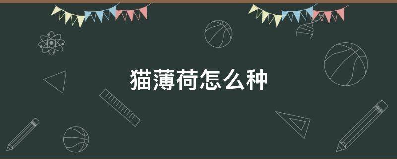 猫薄荷怎么种（猫薄荷怎么种植）