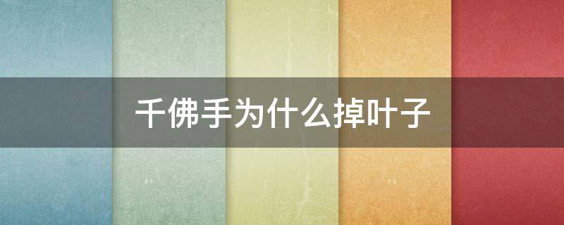 千佛手为什么掉叶子（千佛手掉叶子软化掉了）