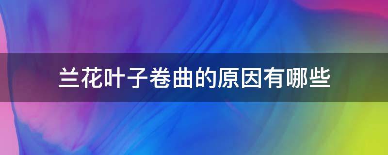 兰花叶子卷曲的原因有哪些 兰花叶子卷起来是因为什么