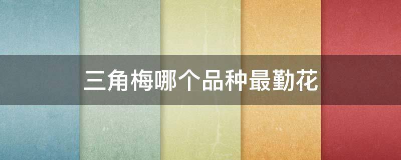 三角梅哪个品种最勤花（重瓣三角梅哪个品种最勤花）