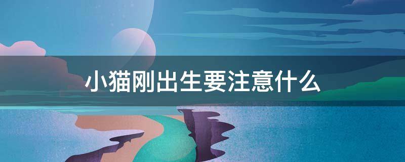 小猫刚出生要注意什么 小猫出生要注意啥