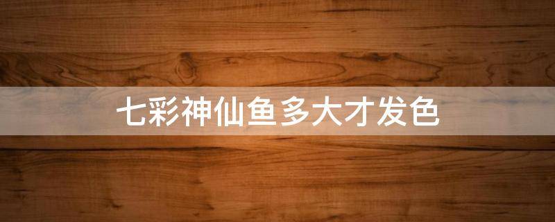 七彩神仙鱼多大才发色 七彩神仙鱼多大开始上色