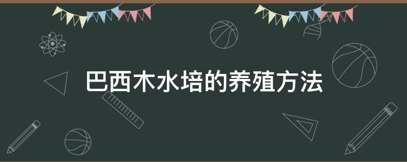 巴西木水培的养殖方法 水培巴西木怎么养?