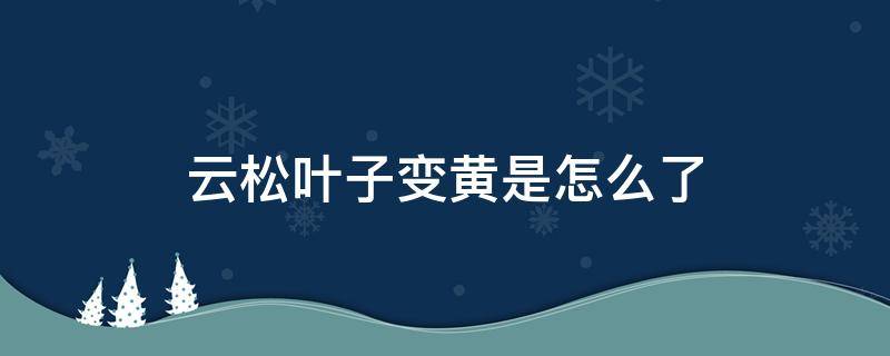 云松叶子变黄是怎么了（云松黄叶怎么办）