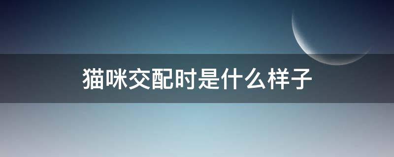 猫咪交配时是什么样子