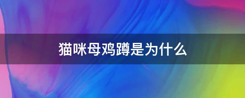 猫咪母鸡蹲是为什么（猫咪的母鸡蹲是什么样的）