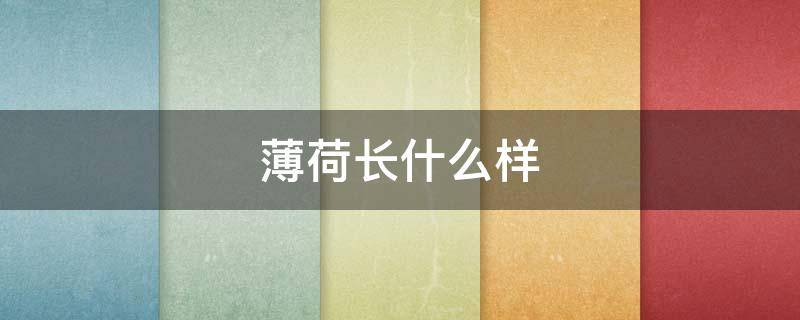 薄荷长什么样 薄荷是什么样子图片