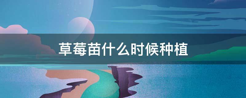 草莓苗什么时候种植（草莓苗什么时候种植成活率高）