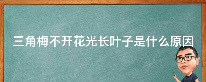 三角梅不开花光长叶子是什么原因（三角梅不开花光长叶子是什么原因视频）
