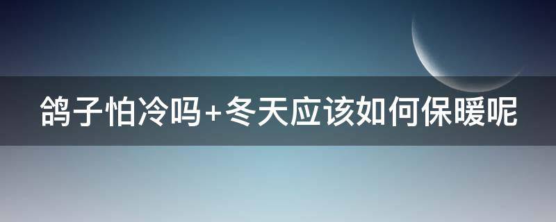 鸽子怕冷吗（鸽子怕冷吗放外边可以养吗）
