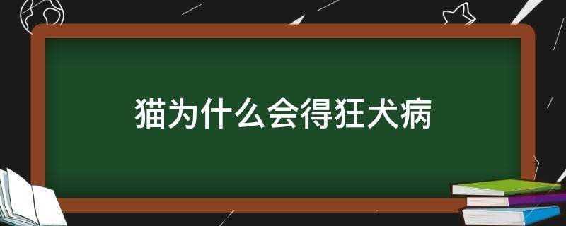 猫为什么会得狂犬病（猫为什么会得狂犬病会怎么样）
