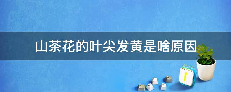 山茶花的叶尖发黄是啥原因 山茶花叶子发黄