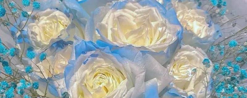 碎冰蓝玫瑰可以送男生吗 碎冰蓝适合送男朋友吗