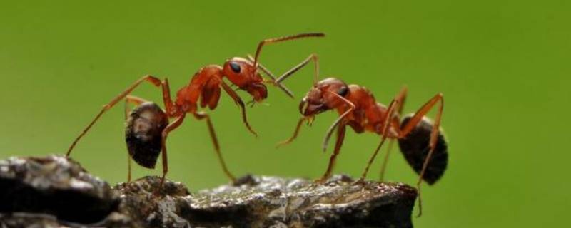蚂蚁爱在什么地方干什么拟人句 蚂蚁爱在哪里干什么拟人句