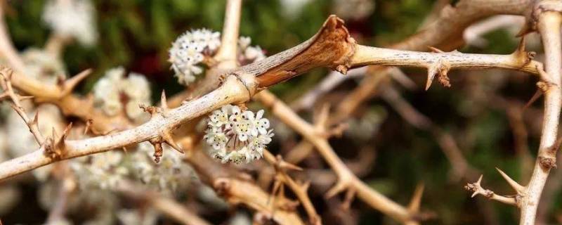 鲜花与荆棘并存什么意思 鲜花和荆棘并存