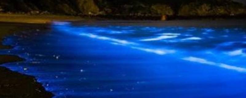 蓝细菌在海水中容易引起什么现象 蓝细菌在海水中会引起什么现象