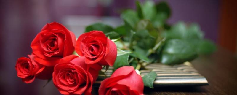 女人送玫瑰花一天 女人送玫瑰花一天能送几朵