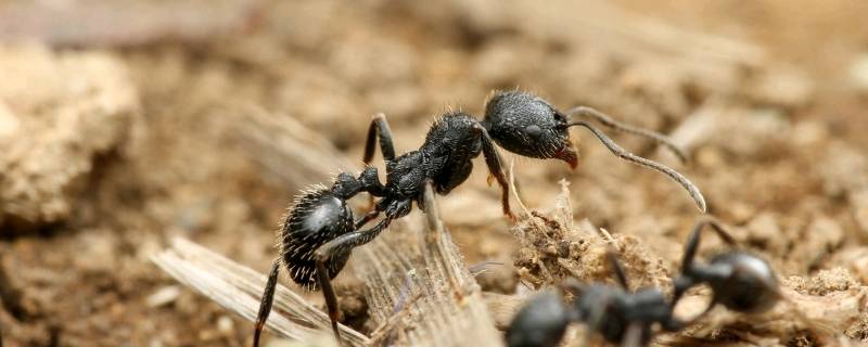 草地铺道蚁吃什么产卵多 草地铺道蚁适合什么巢