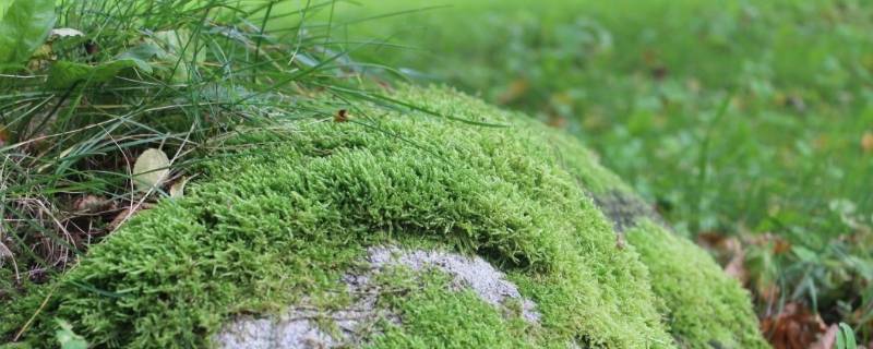 苔藓过冬春天能活吗（苔藓可以过冬吗）