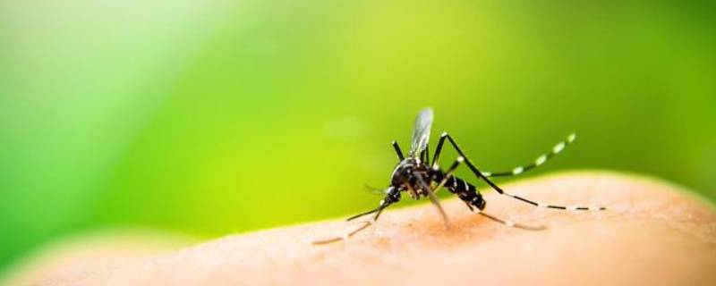 如何让蚊子灭绝 怎么样能让蚊子灭绝