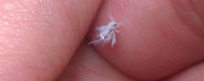 像灰尘的小白虫怎么灭 白色灰尘小虫子图片