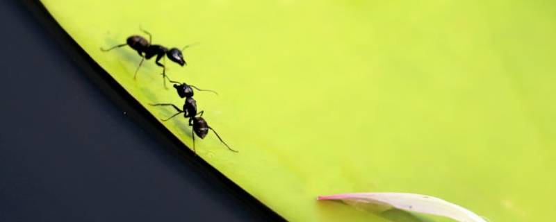 家里有小黑蚂蚁怎么能彻底消灭 家里有小黑蚂蚁怎么能彻底消灭掉