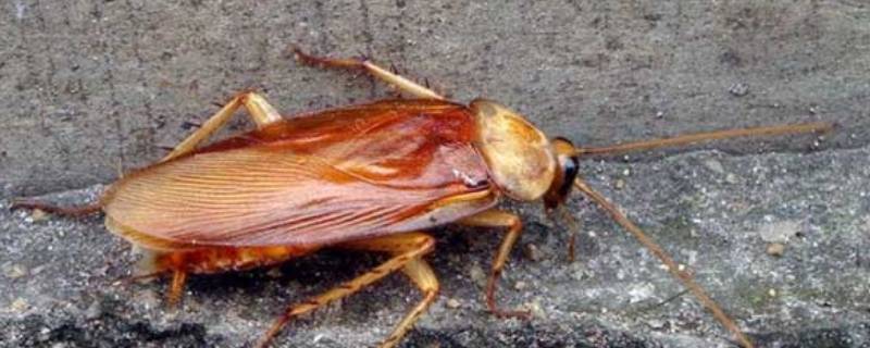 蟑螂怎么杀死 清除蟑螂最有效的方法是什么