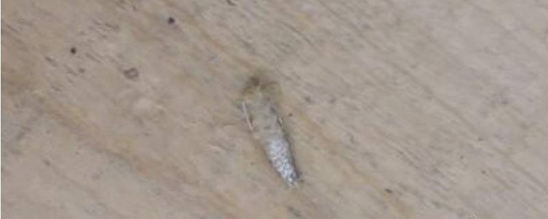 家里有小白虫特别小怎么处理 家里有很小的小白虫怎么办