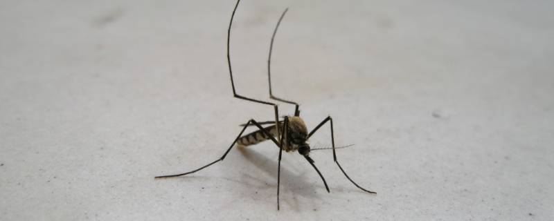 怎样在室内快速抓蚊子 室内怎么抓蚊子