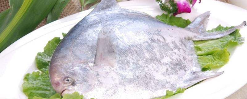 冻过的海鱼怎么做好吃（冻过的海鱼怎么做好吃海鱼做法大连做饭法）