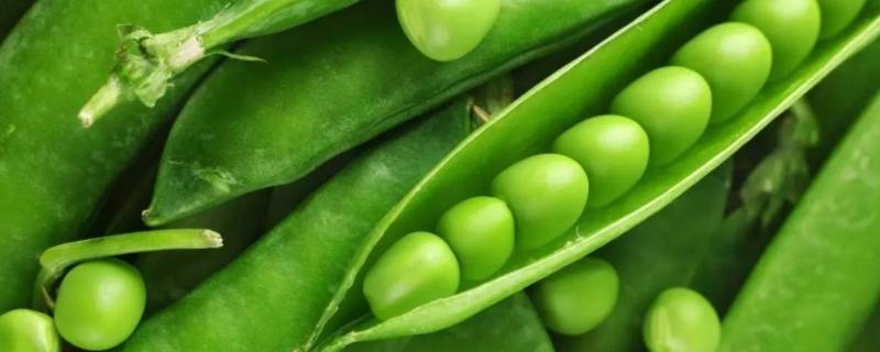 新鲜豌豆怎么长期保存方法 新鲜豌豆如何长期保存