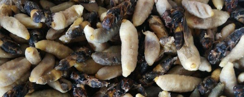 马蜂蛹怎么吃 马蜂蛹怎么吃功效与作用