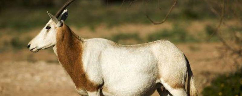 最耐渴的四足动物 最耐渴的四足动物是羚羊吗