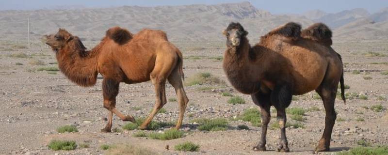 野骆驼群存在于中国的哪里（野骆驼群位于我国哪里）