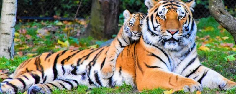 老虎的特征和外貌 老虎的特征和外貌英文