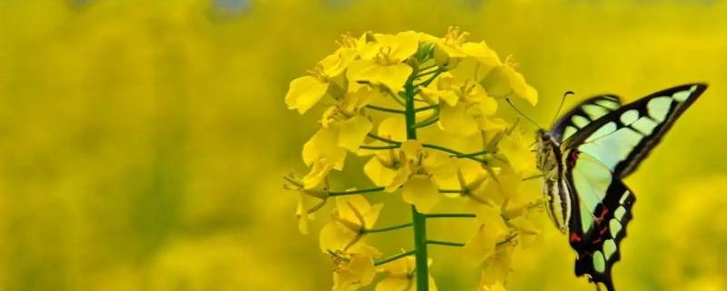 菜花的寓意和象征（香菜花的寓意）