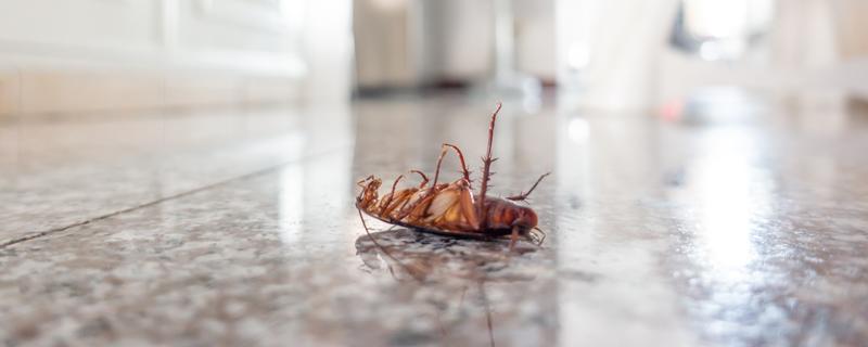 家里有蟑螂对人体有害吗（家里有蟑螂对人体有害吗）