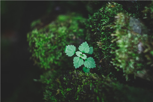 绯红金粟兰是什么植物 绯红金粟兰是什么植物图片