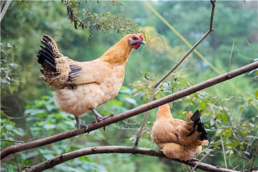 “白羽肉鸡”农业农村部最新部署！白羽肉鸡是激素鸡吗？具体养殖多