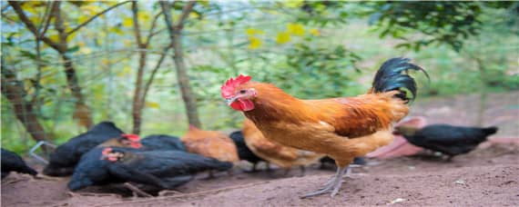 鸡饲料氯化胆碱的作用（鸡饲料添加胆碱有什么作用?）