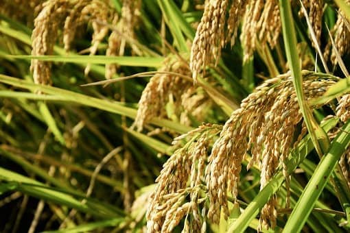 2022年湖南晚稻什么时候收割 湖南一季稻什么时候收割