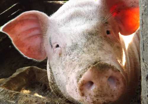 2021年养猪的市场前景如何 2021年养猪还有市场吗