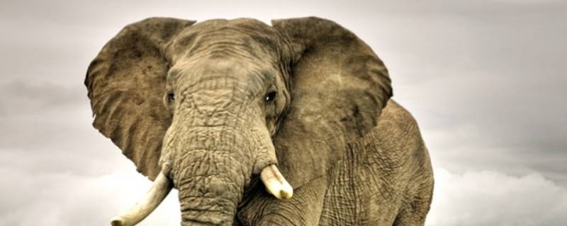 雌性亚洲象有象牙吗 雄性亚洲象没有象牙