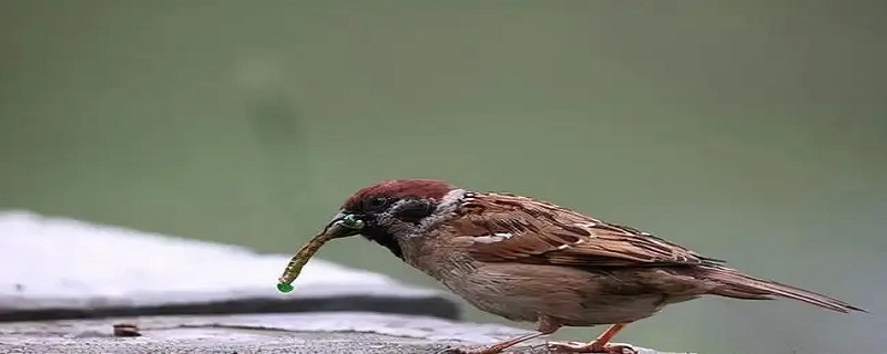 麻雀是国家保护动物吗（麻雀是国家保护动物吗可以养吗）