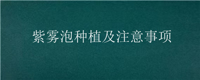紫雾泡种植及注意事项
