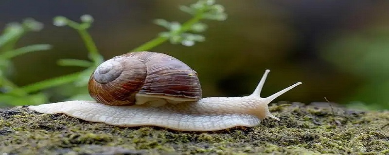 蜗牛利用什么向前移动（蜗牛利用什么向前移动的原理）