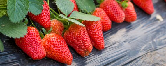草莓种植时注意事项
