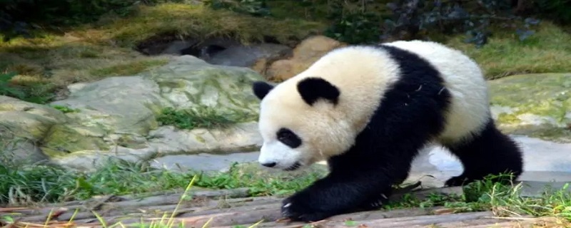 熊猫的外形特征有哪些（熊猫的外形特征有哪些图片）